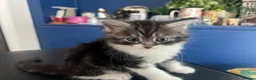 Ragcoon cats for sale: 🐾 Beautiful Maine Coon x Ragdoll kittens  - Advert 9