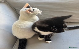Mixed Breed cats for sale: Girl and boy for sale - Image 3