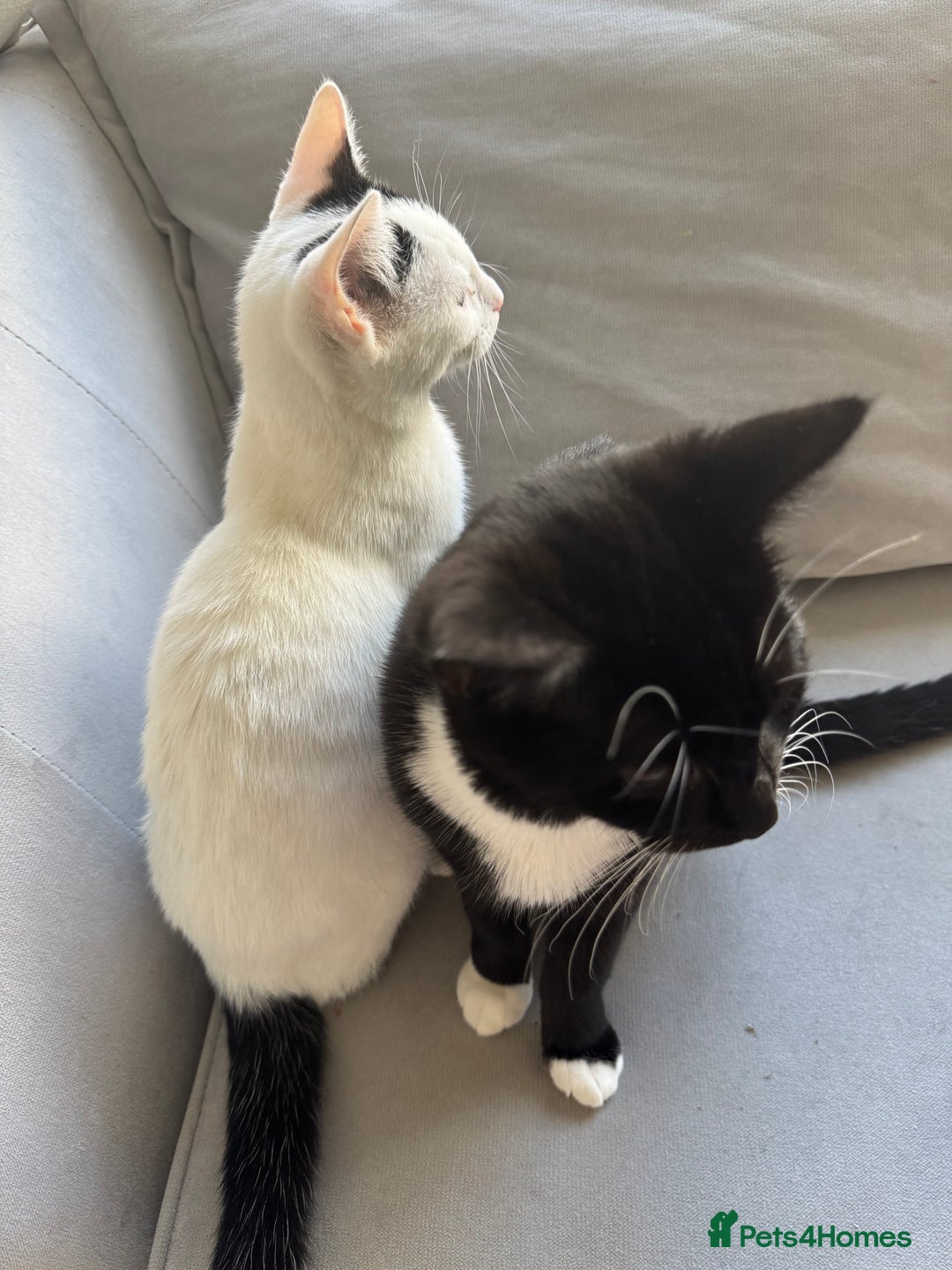 Mixed Breed cats for sale: Girl and boy for sale - Image 3
