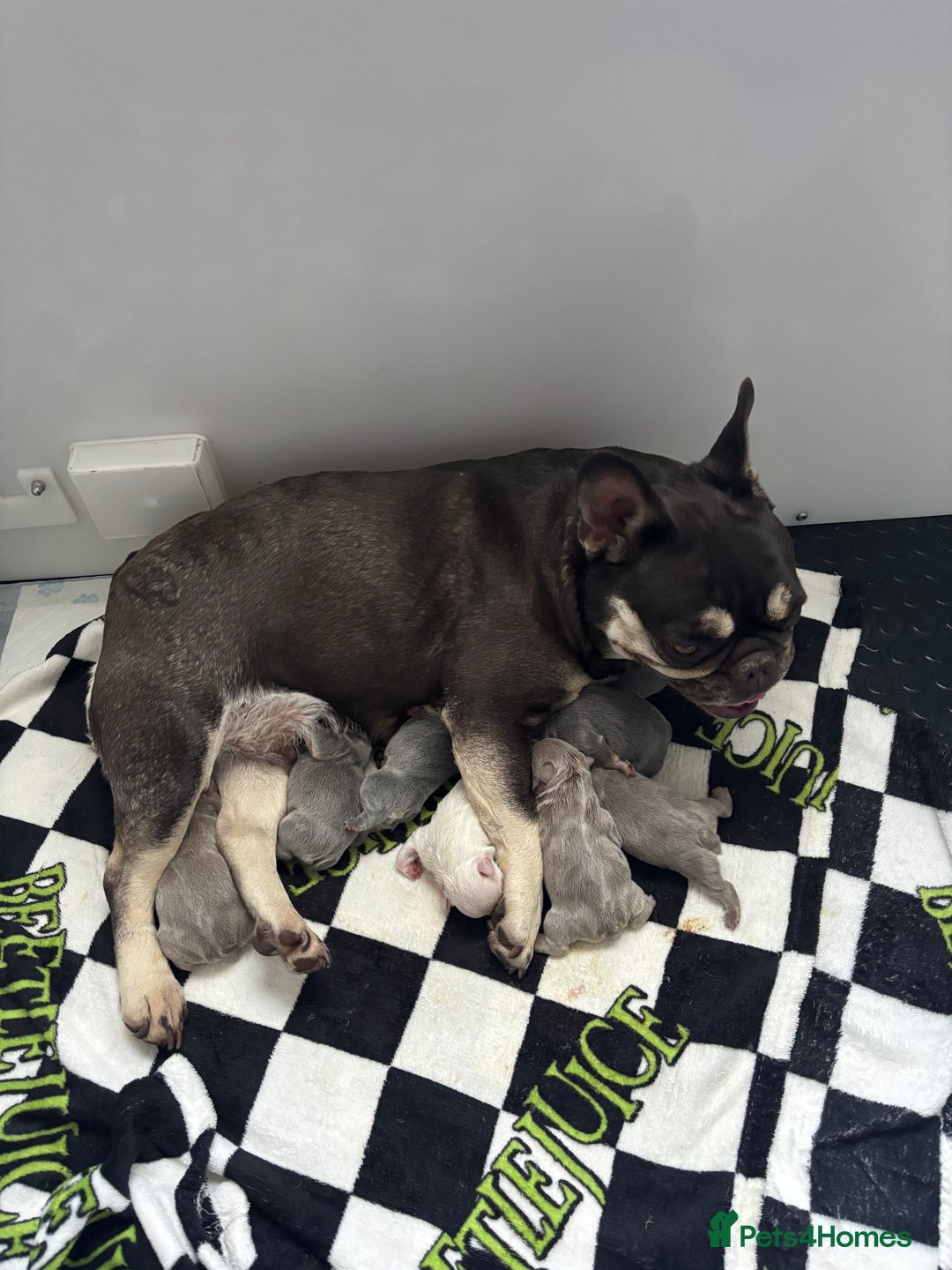 French Bulldog dogs for sale: Isabella wrapped in cream, fluffy carrier - Image 8