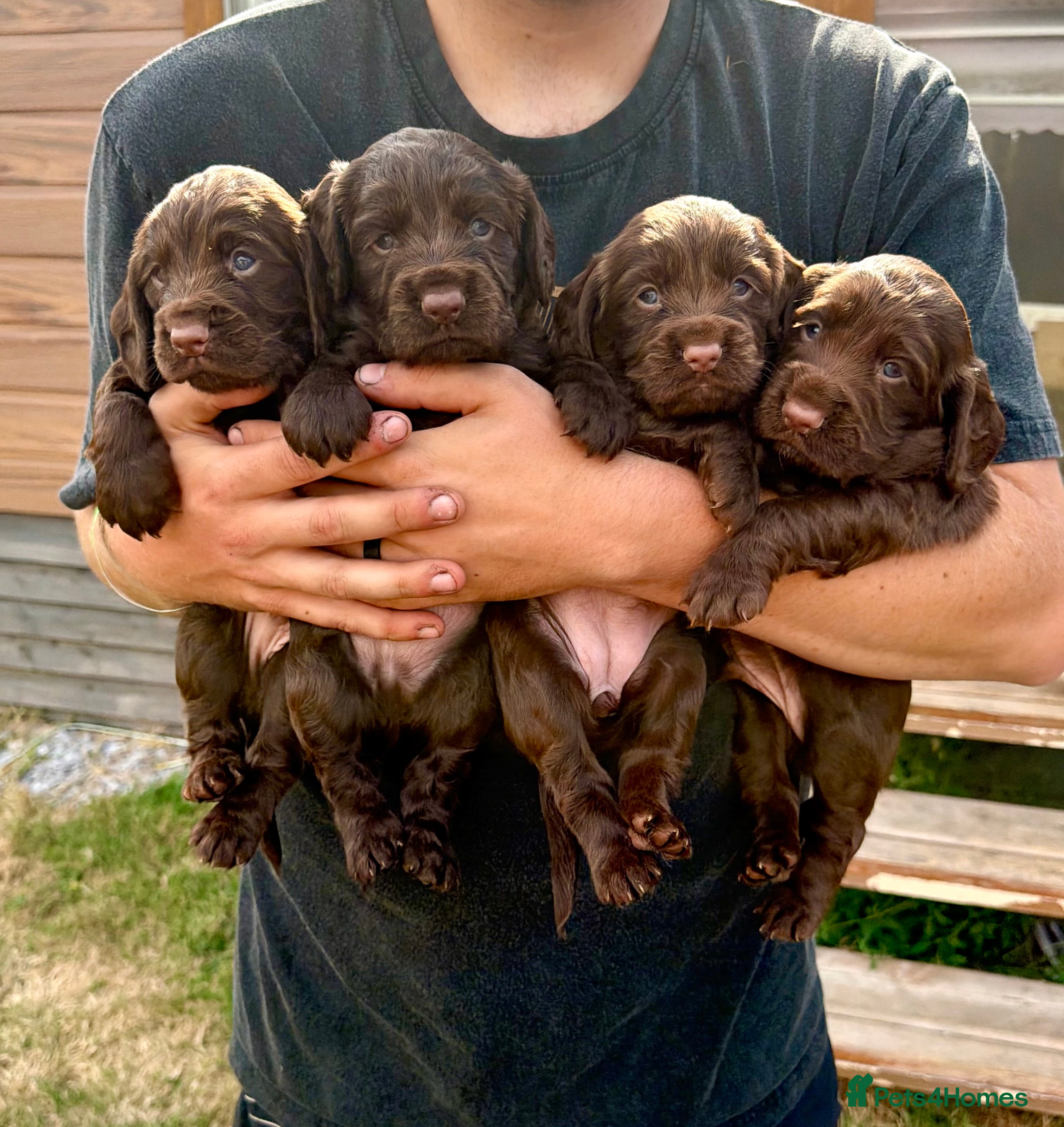 Cocker Spaniel dogs 3 BEAUTIFUL WORKING COCKER SPANIEL BOYS - Advert 2
