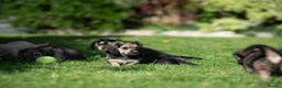 Miniature Dachshund dogs for sale: Champion bloodline Mini Dachshund Longhair - Advert 7