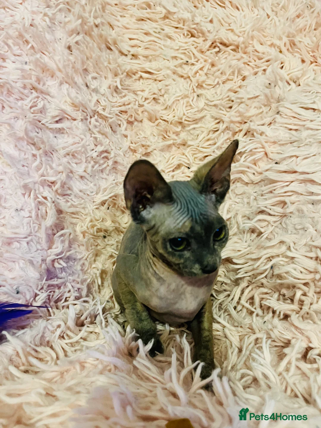 Sphynx cats for sale: Adorable Sphynx Kittens - Advert 13