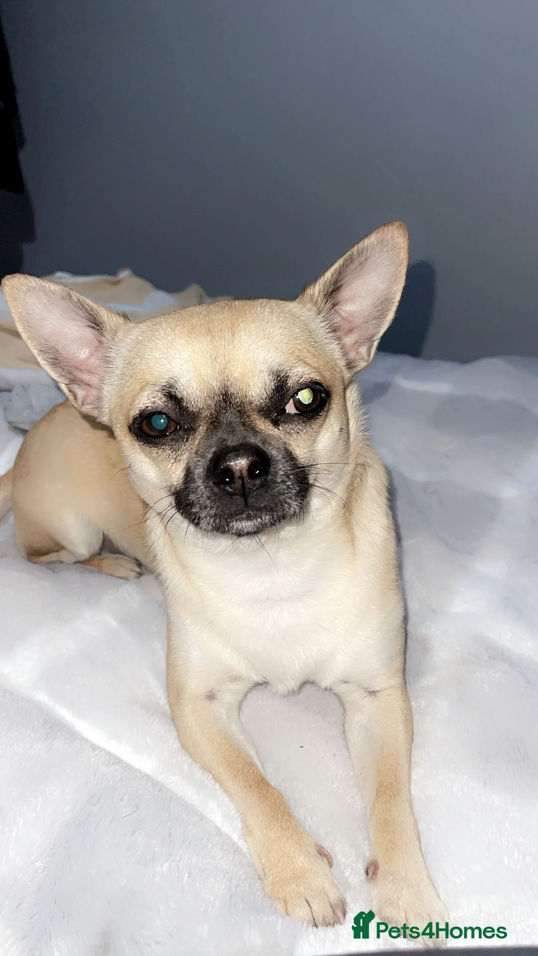 Chihuahua dogs for stud: Beautiful short haired chihuahua ready for stud..  - Advert 2