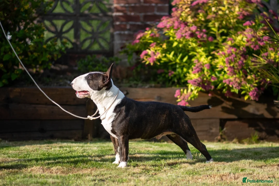 Miniature Bull terrier dogs for stud: Health checked miniature bullterrier  - Advert 1
