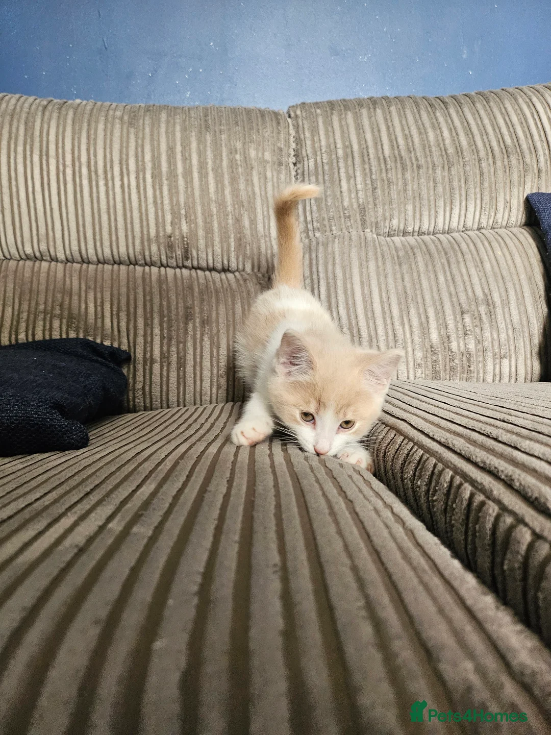 Mixed Breed cats for sale: 9 week old kittens looking forever homes - Advert 2