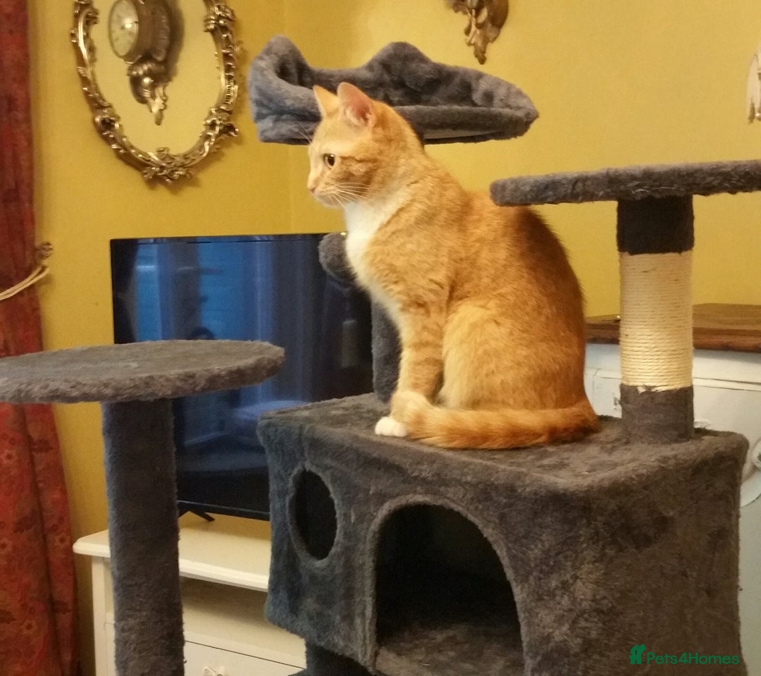 Mixed Breed cats for sale: Gorgeous Ginger Maine Coon x Kittens - Image 20