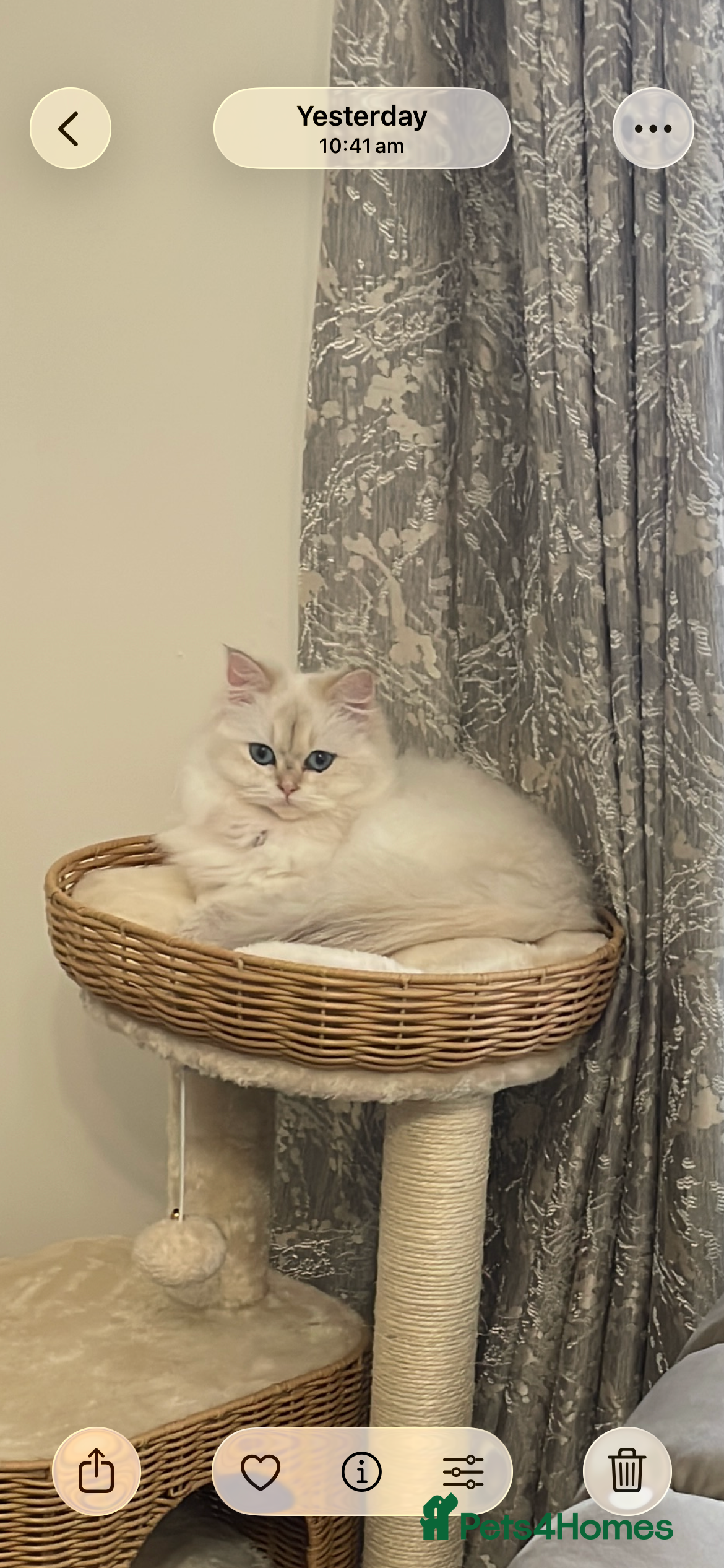 British Longhair cats PRINCESS Porscha - Advert 2