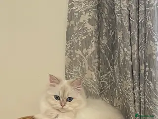 British Longhair cats PRINCESS Porscha - Advert 2