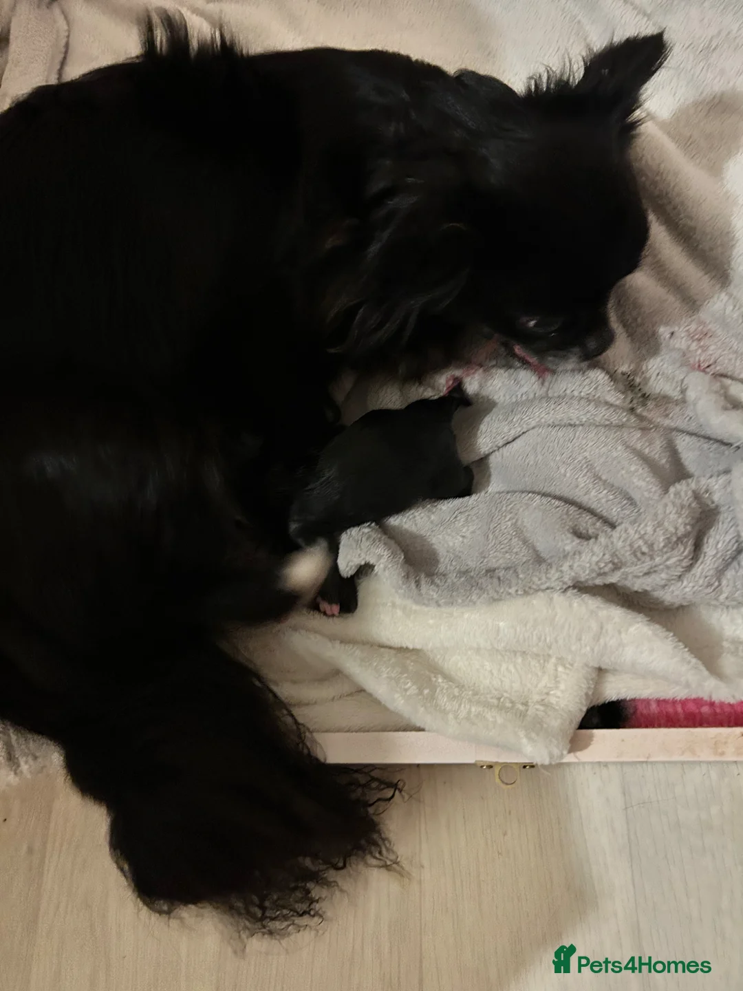 Chihuahua dogs for sale: KC LONG COAT MALE - Advert 4
