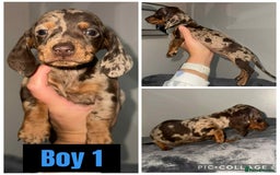 Miniature Dachshund dogs for sale: 5⭐️ Miniature dachshund pups  - Image 1