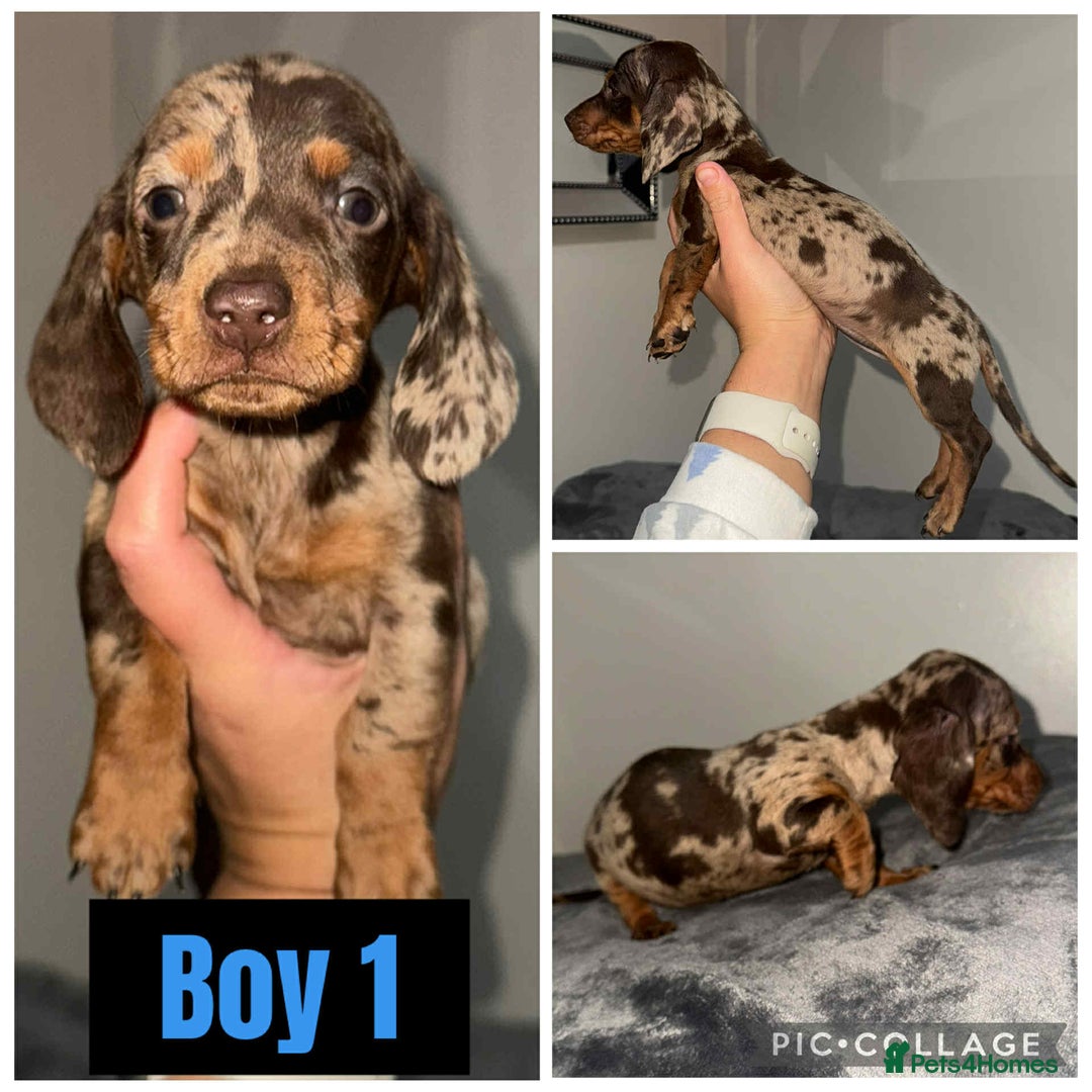 Miniature Dachshund dogs for sale: 5⭐️ Miniature dachshund pups  - Image 1
