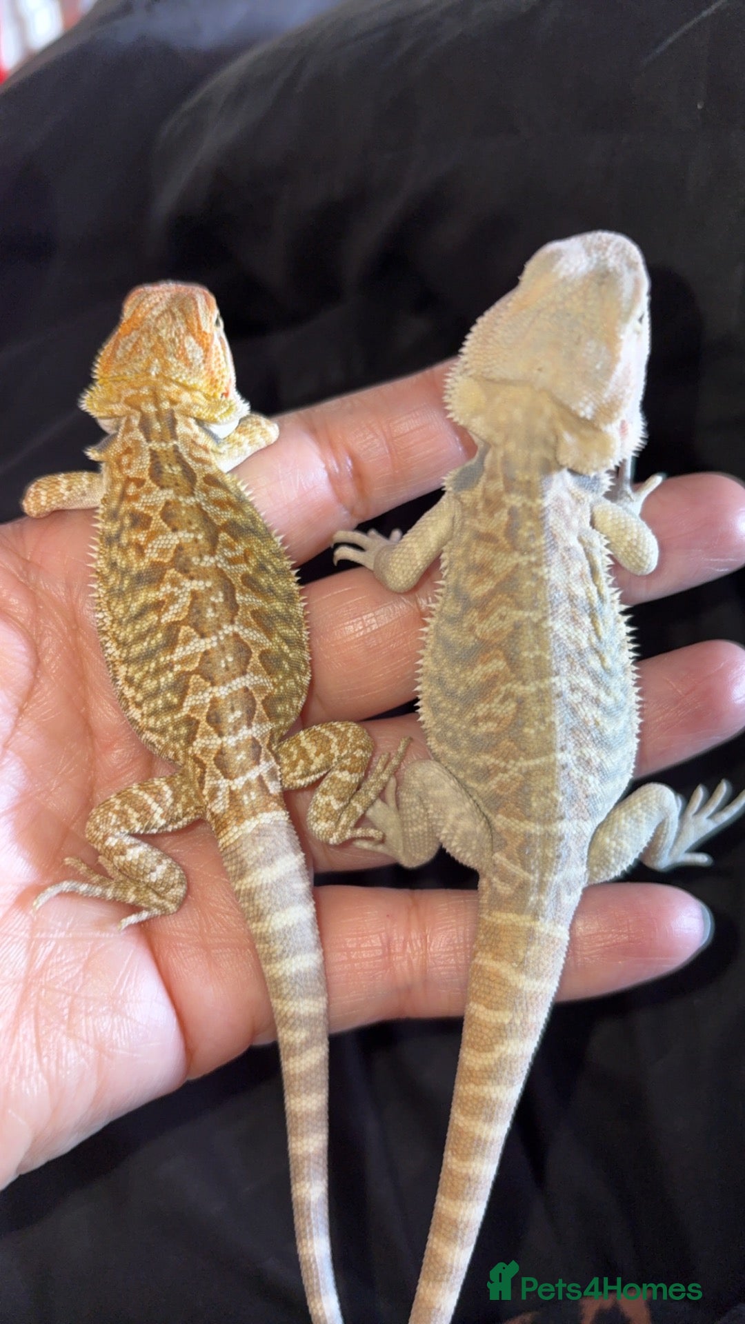 Bearded Dragon reptiles Bearded dragon babies  - Advert 1