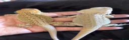 Bearded Dragon reptiles for sale: Bearded dragon babies  - Advert 1