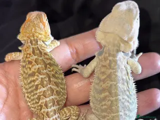 Bearded Dragon reptiles Bearded dragon babies - Advert 1