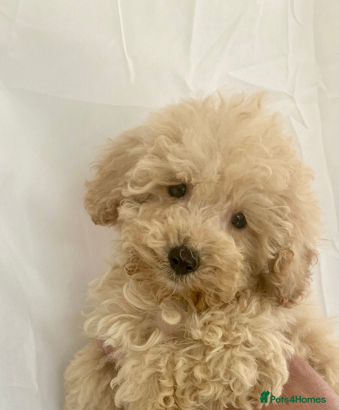 Cockapoo dogs for sale: Cockapoo - Image 7
