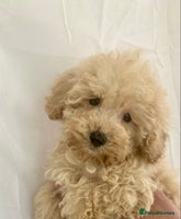 Cockapoo dogs - Advert 3