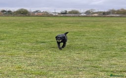 Mixed Breed dogs for sale: Luna, 17 month old german shepherd x lab - Image 4