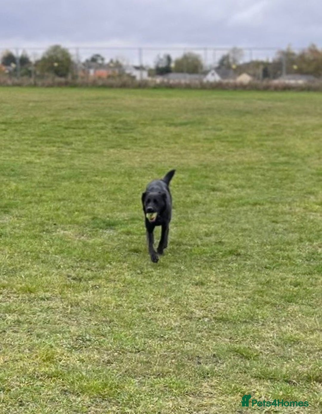 Mixed Breed dogs for sale: Luna, 17 month old german shepherd x lab - Image 4