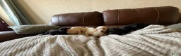 Labrador Retriever dogs for sale: Labrador puppies - Advert 6