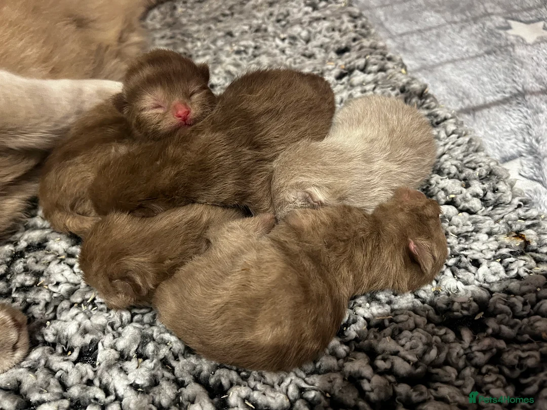 British Shorthair cats for stud: Stunning CINNAMON for Stud only (not for sale)  - Advert 4