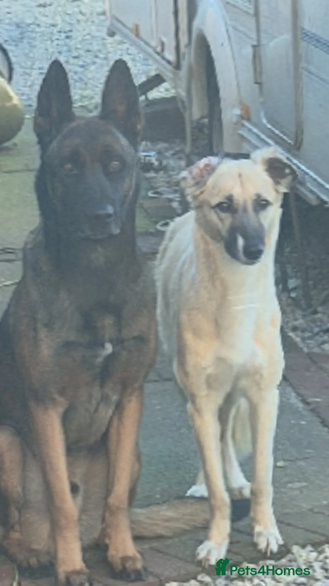 Mixed Breed dogs for sale: Saluki bull greyhound × Belgium malinois  - Advert 8