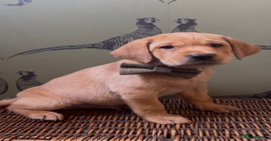 Labrador Retriever dogs - Advert 12
