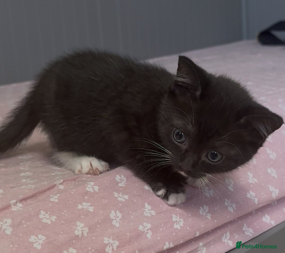 American Shorthair cats for sale: Adorable kittens looking for a loving home - Image 10