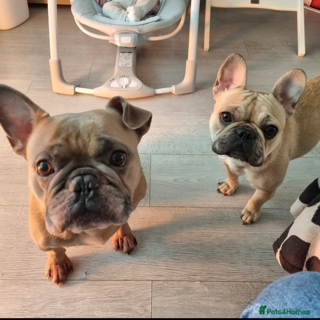 French Bulldog dogs for sale: 1.5yr Old Male French Bulldog  - Advert 8