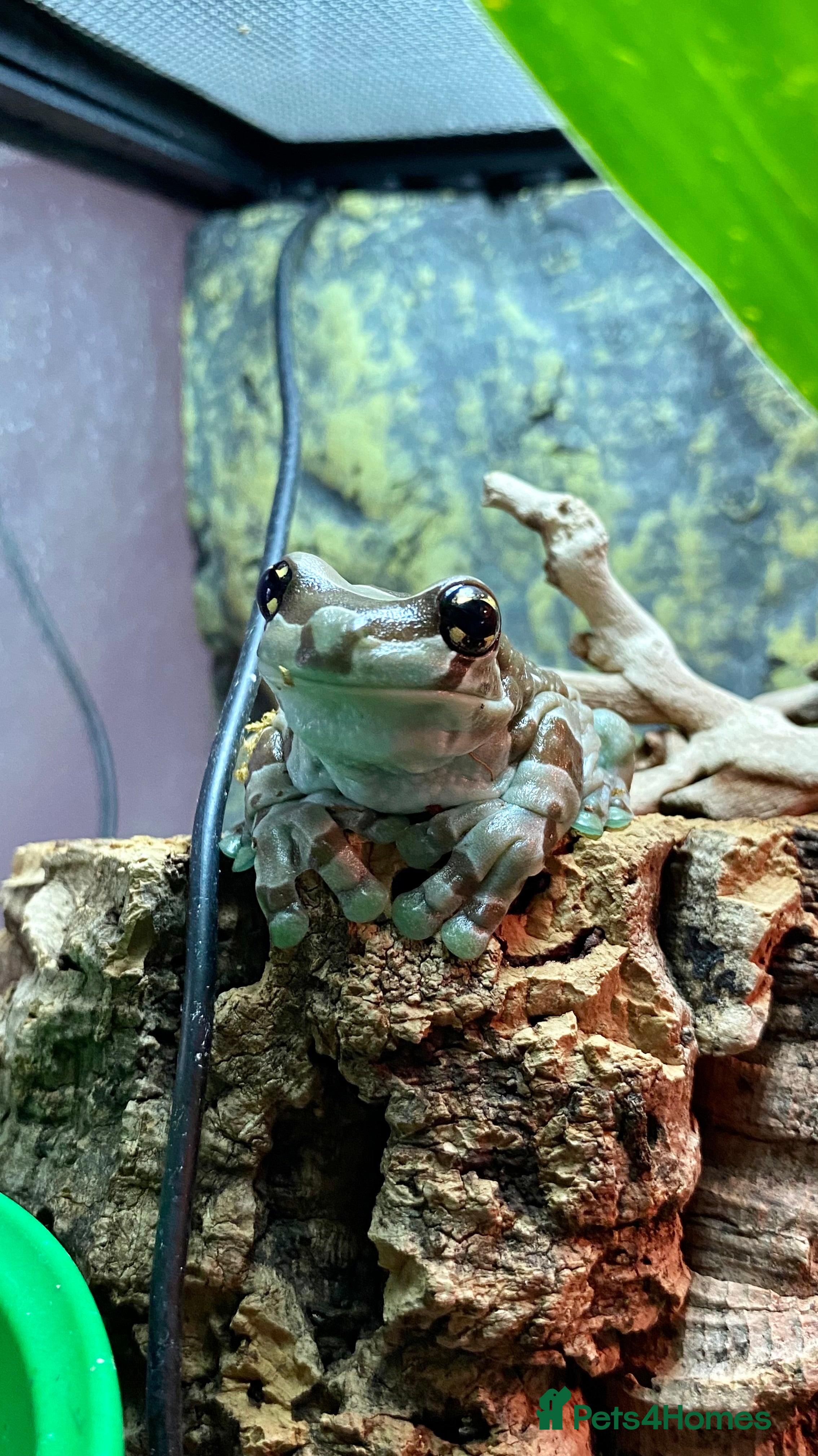 Frog reptiles Amazon Milk Frog - with Full Set Up! - Advert 8