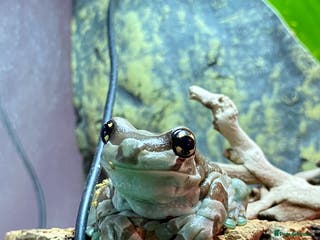 Frog reptiles Amazon Milk Frog - with Full Set Up! - Advert 1