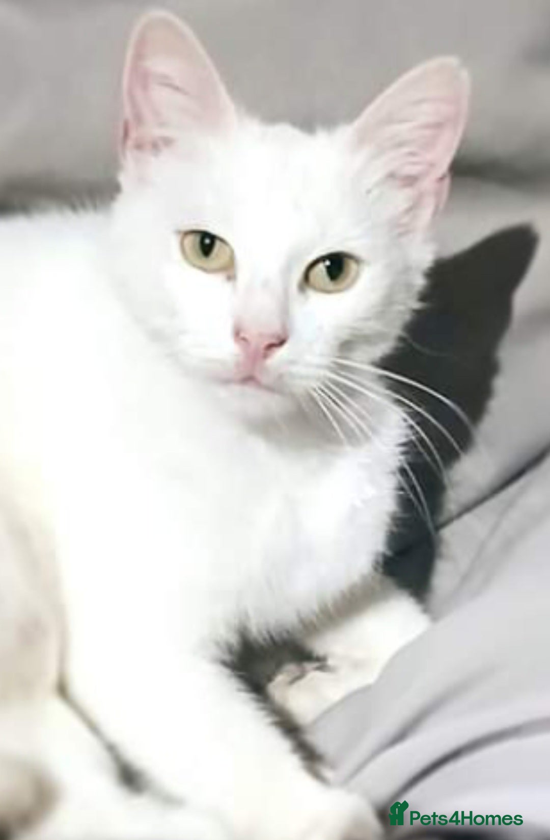 European cats for sale: Cats  - Image 13