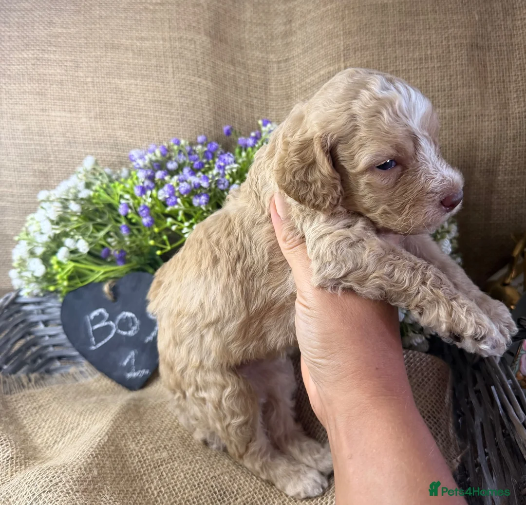 Lagotto Romagnolo dogs for sale: Cuteness overload Lagotto Romangnolo Puppies  - Advert 1