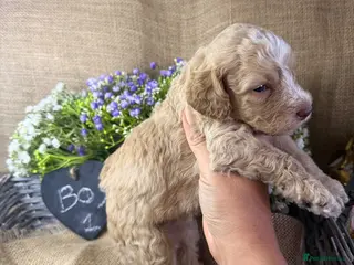 Lagotto Romagnolo dogs Cuteness overload Lagotto Romangnolo Puppies - Advert 1