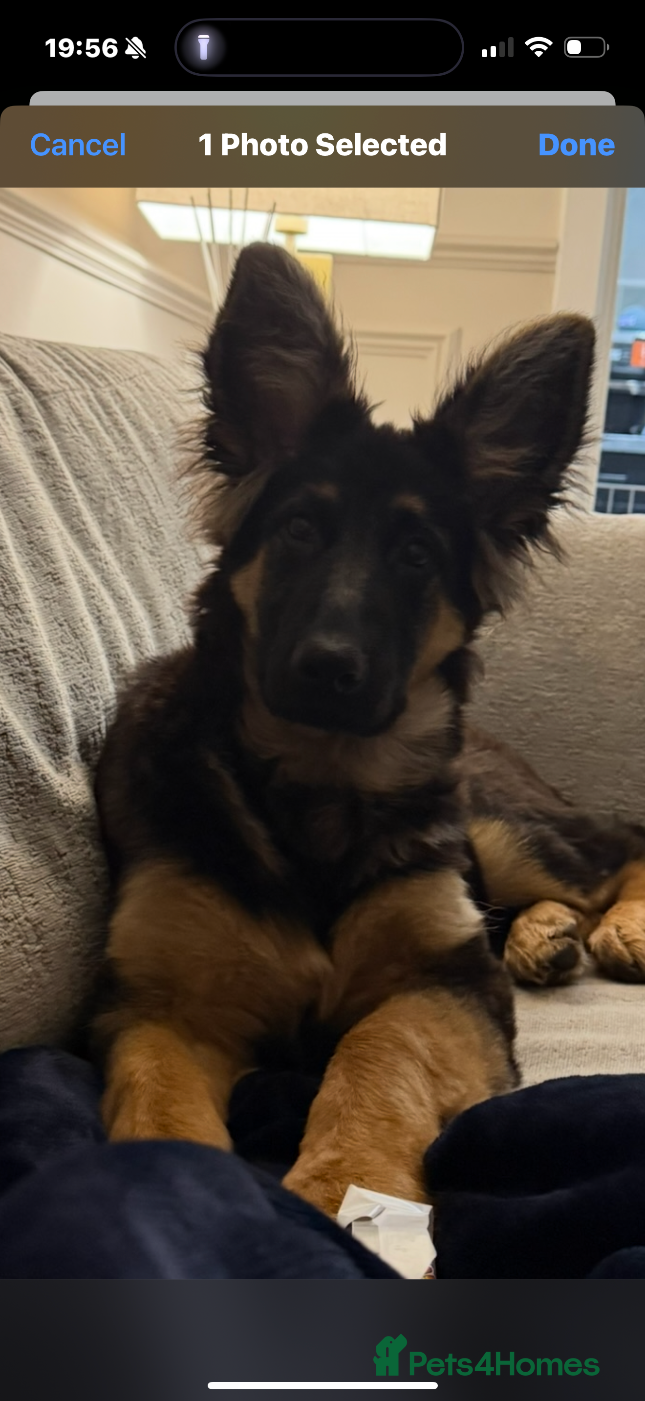 German Shepherd dogs 💔 Loving Home Wanted  – 4-Month-Old GS Puppy 💔 - Advert 1