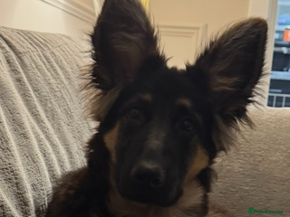 German Shepherd dogs 💔 Loving Home Wanted – 4-Month-Old GS Puppy 💔 - Advert 1