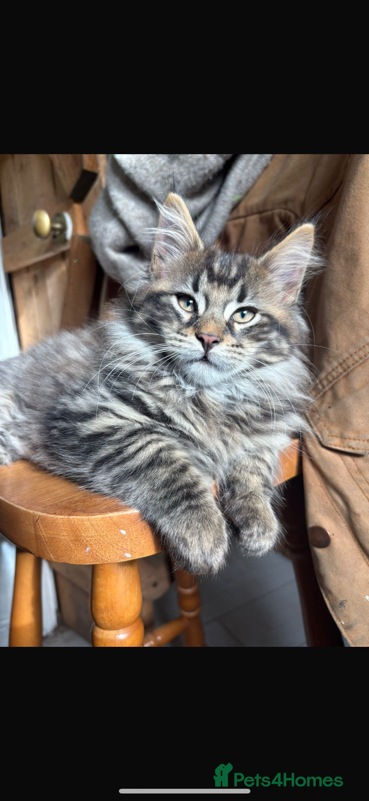 Maine Coon cats Stunning rare Maine coons  - Advert 1