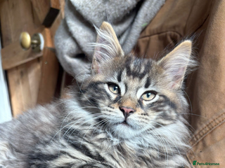 Maine Coon cats Stunning rare Maine coons - Advert 1