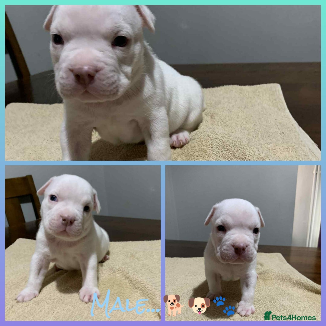 American Bully dogs for sale: Pocket American Bully Puppies - Image 5