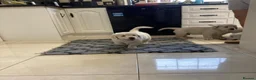 Golden Retriever dogs for sale: GOLDEN RETRIEVER PUPPIES DNA TRSTED in Preston - Advert 3