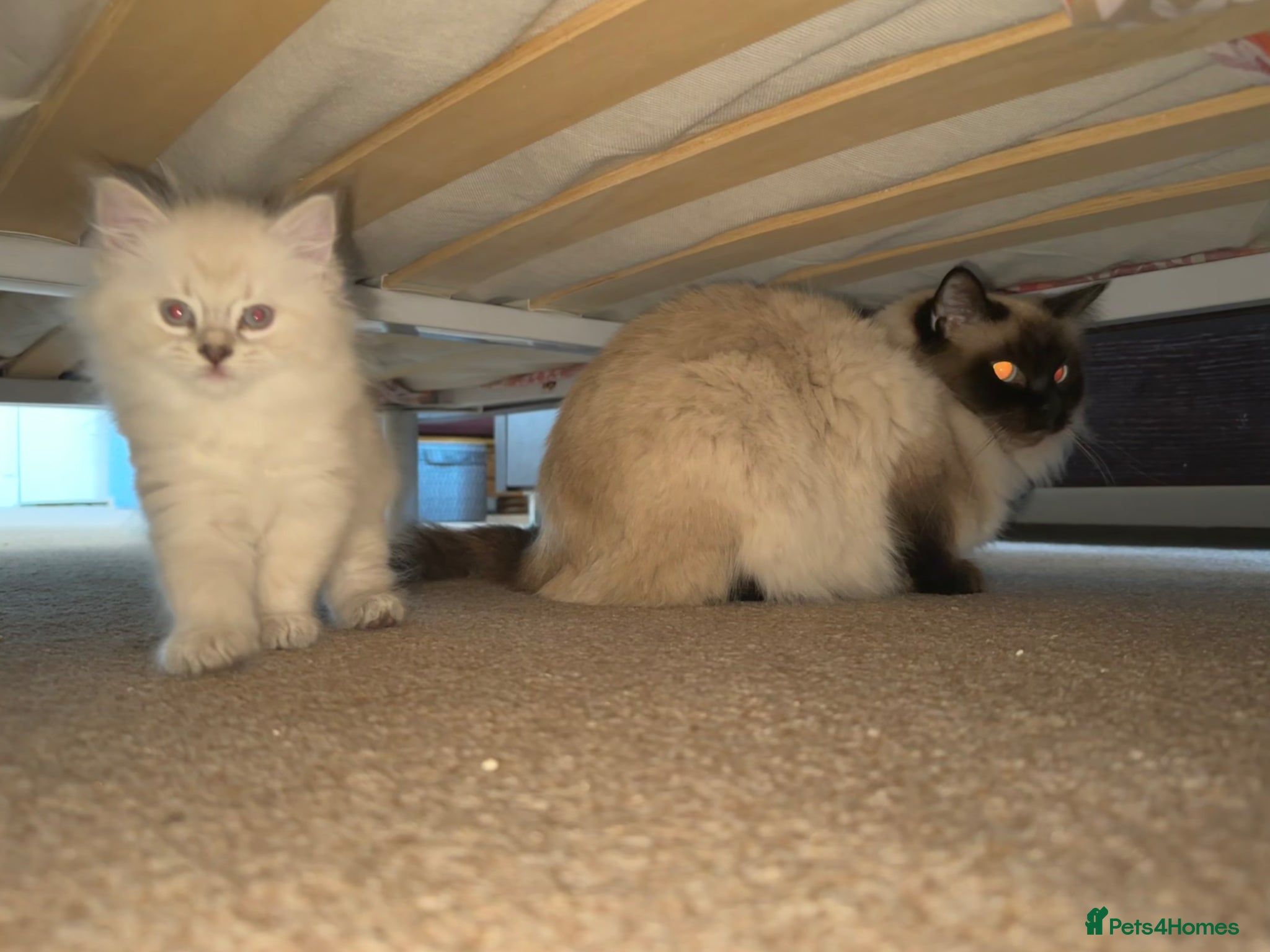 Ragdoll cats beautiful ragdoll babies for sale!!  - Advert 1