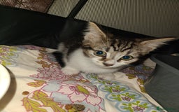 Mixed Breed cats for sale: Maincoon x tabby kittens  - Image 4