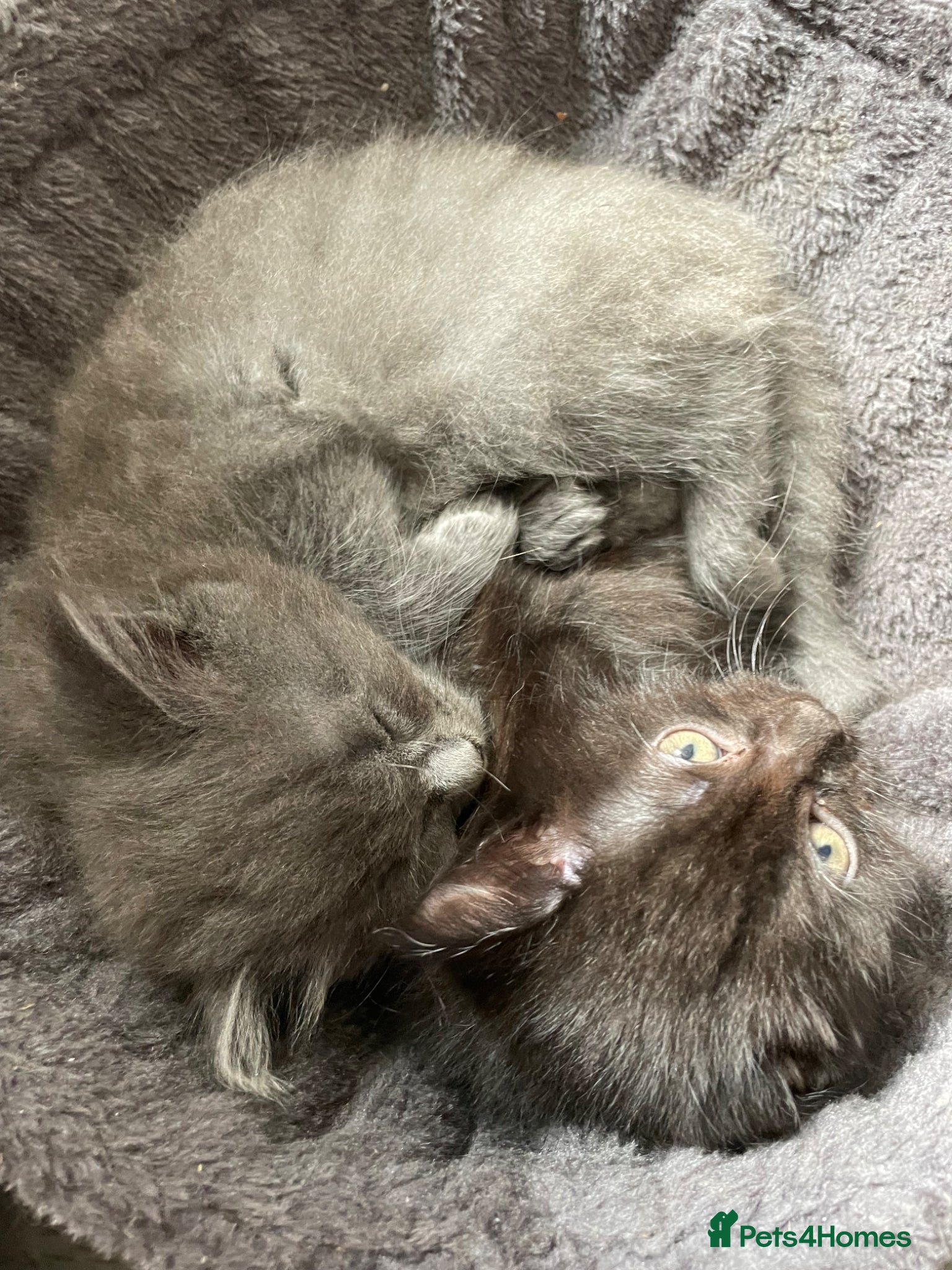 Mixed Breed cats Beautiful Fluffy Male Kittens x3 - Advert 9
