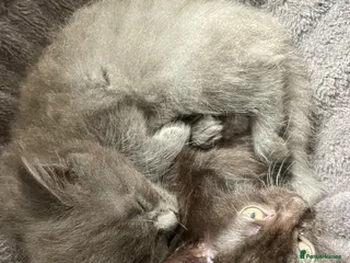 Mixed Breed cats Beautiful Fluffy Male Kittens x3 - Advert 10