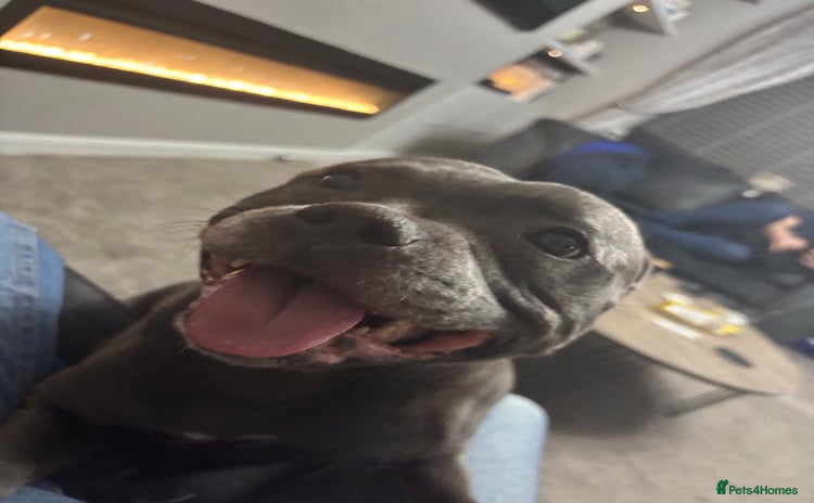 Staffordshire Bull Terrier dogs - Advert 7