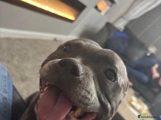 Staffordshire Bull Terrier dogs - Advert 1