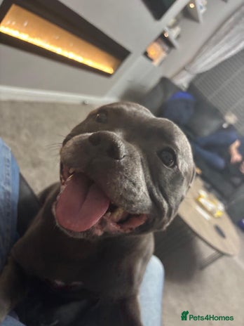 Staffordshire Bull Terrier dogs - Advert 1