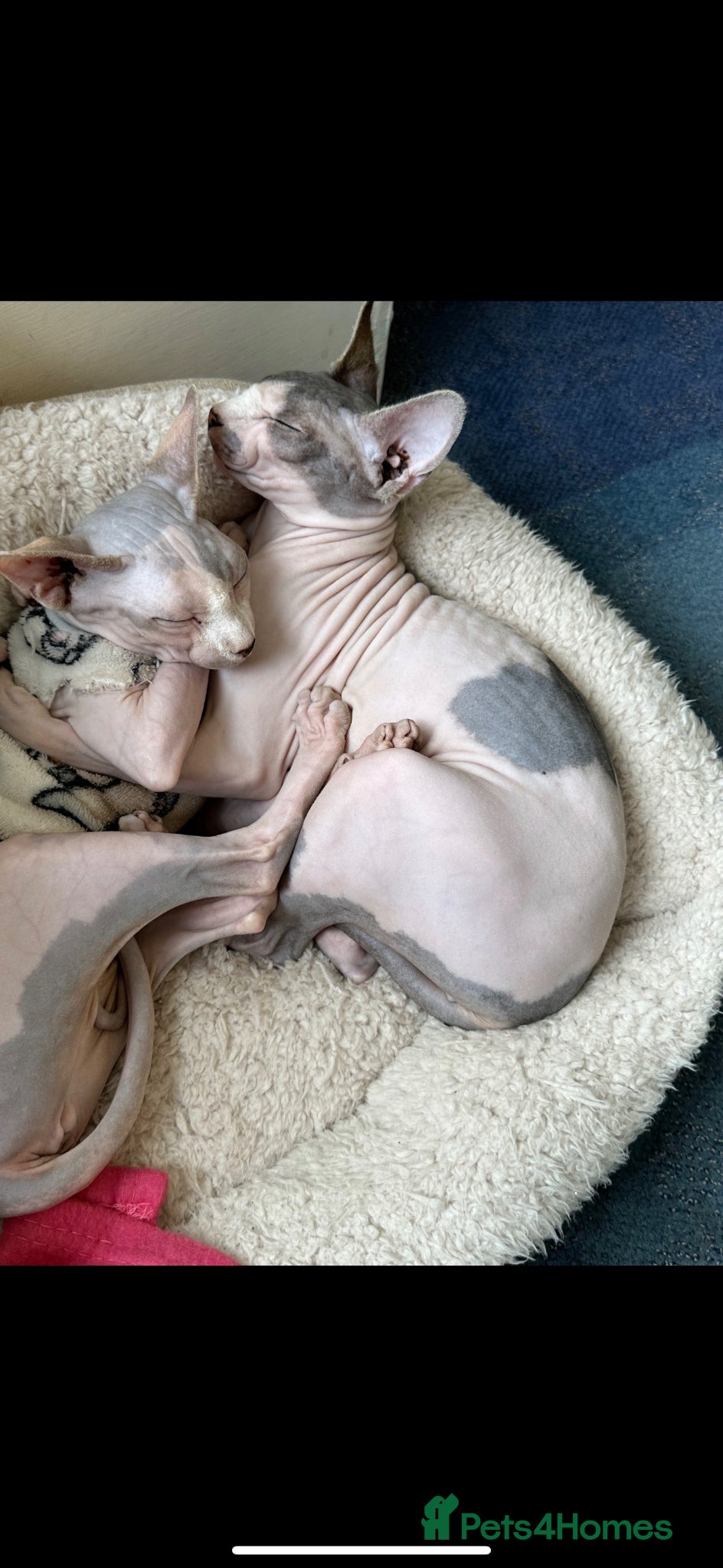 Sphynx cats Two Female Sphynx  - Advert 1