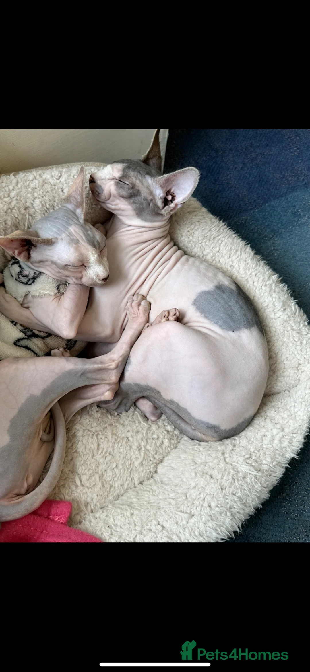 Sphynx cats for sale: Two Female Sphynx  - Advert 1