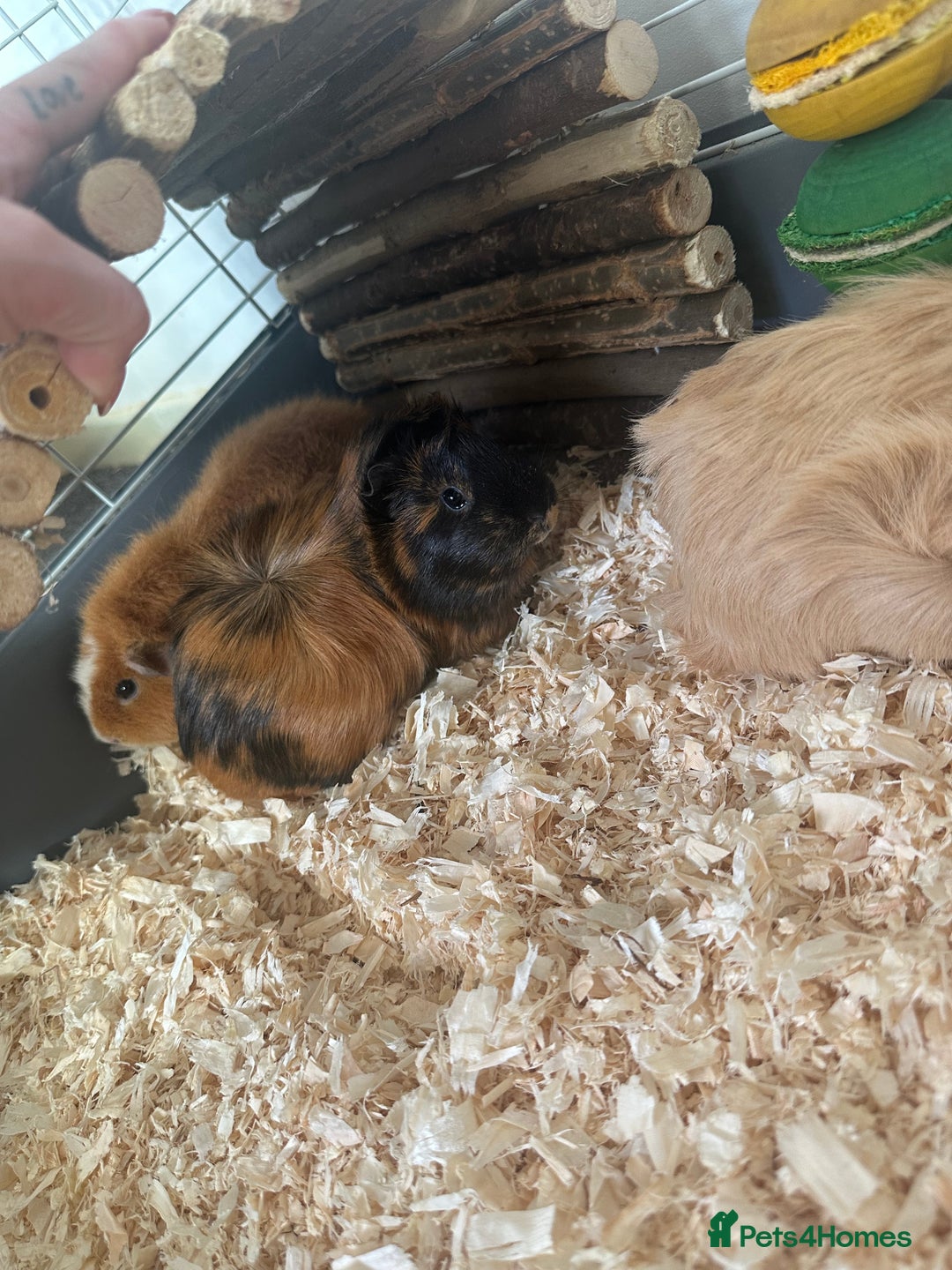 Guinea Pig rodents for sale: 3 Guinea pigs and cage  - Advert 2
